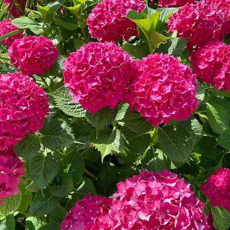 View St-tropez Village And Sea Close By Saint-Tropez